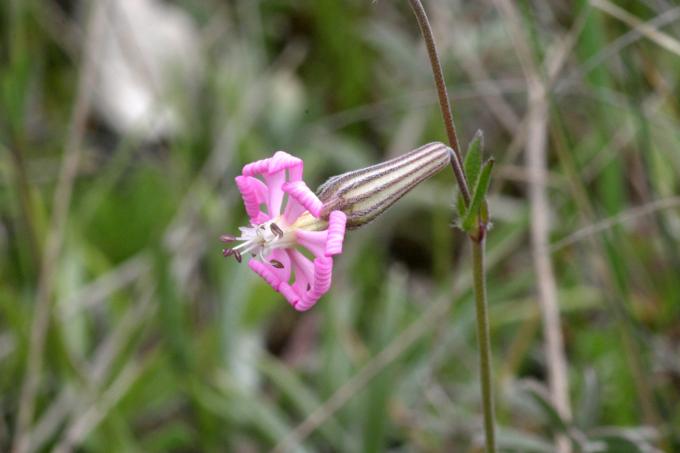 image Silene (Silene colorata)