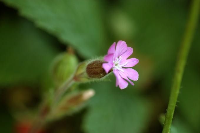 image Silene (Silene dioica)