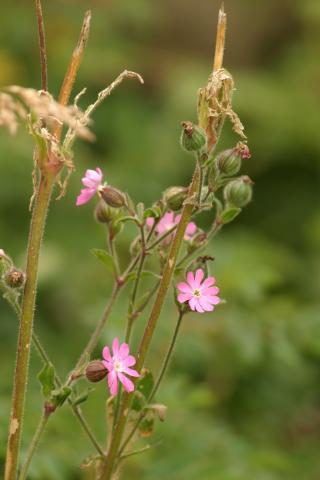 image Silene (Silene dioica)