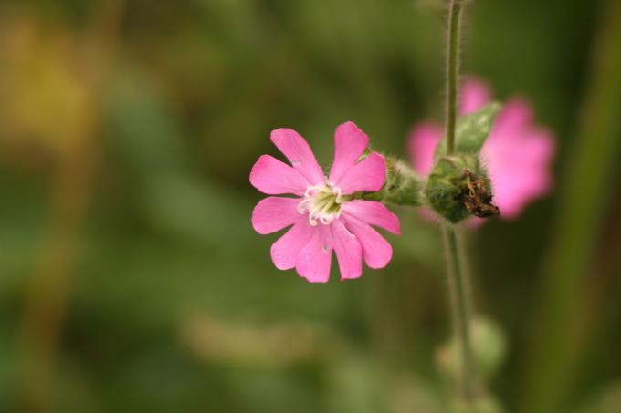 image Silene (Silene dioica)