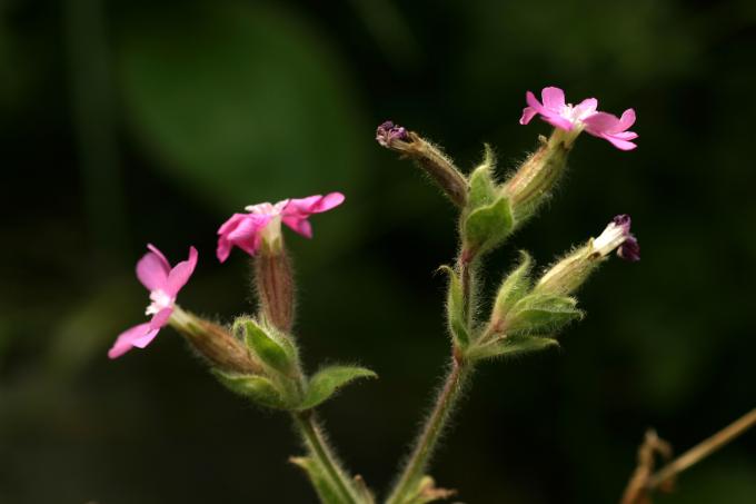 image Silene (Silene dioica)
