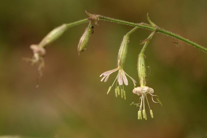 image Silene (Silene nutans)