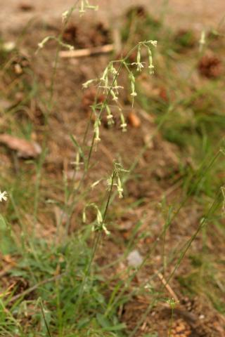 image Silene (Silene nutans)