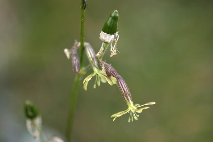 image Silene (Silene nutans)