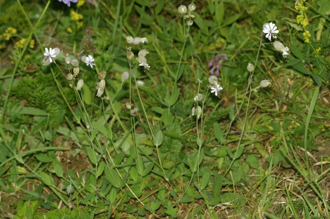 image Colleja (Silene vulgaris)
