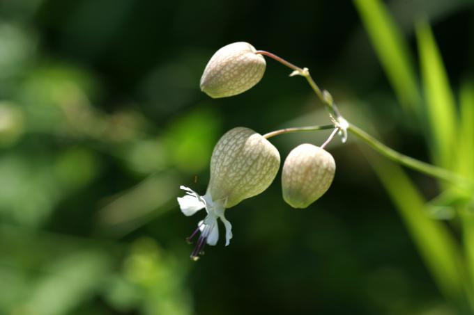image Colleja (Silene vulgaris)