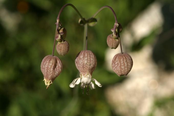 image Colleja (Silene vulgaris)