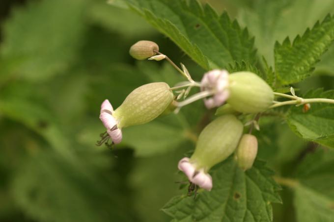 image Colleja (Silene vulgaris)