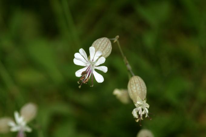 image Colleja (Silene vulgaris)