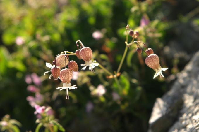 image Colleja (Silene vulgaris)