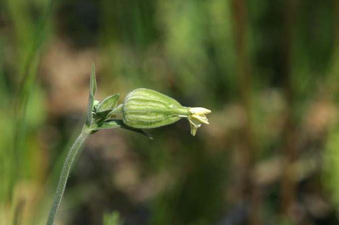 image Colleja (Silene vulgaris)