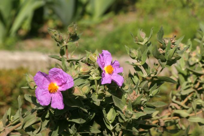 image Estepa (Cistus albidus)