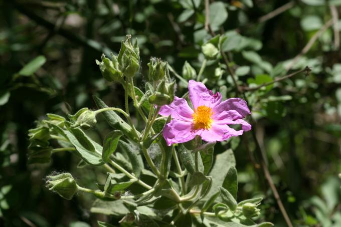 image Estepa (Cistus albidus)
