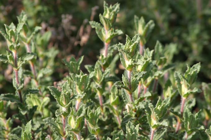 image Jara rizada (Cistus crispus)