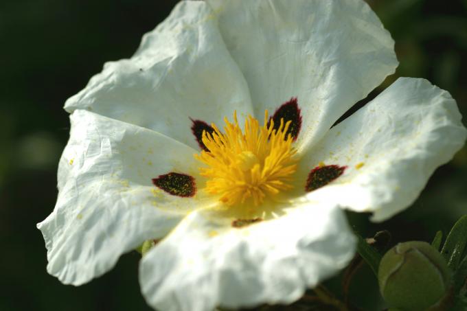 image Jara pringosa - Flor (Cistus ladanifer)