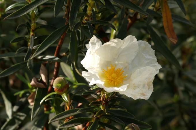 image Jara pringosa - Flor (Cistus ladanifer)