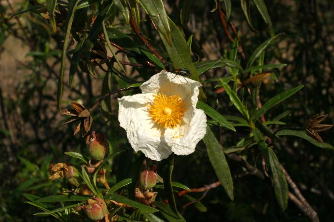 image Jara pringosa - Flor (Cistus ladanifer)
