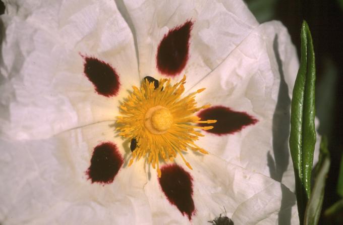 image Jara pringosa - Flor (Cistus ladanifer)