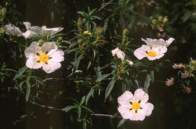 image Jara pringosa - Flor (Cistus ladanifer)