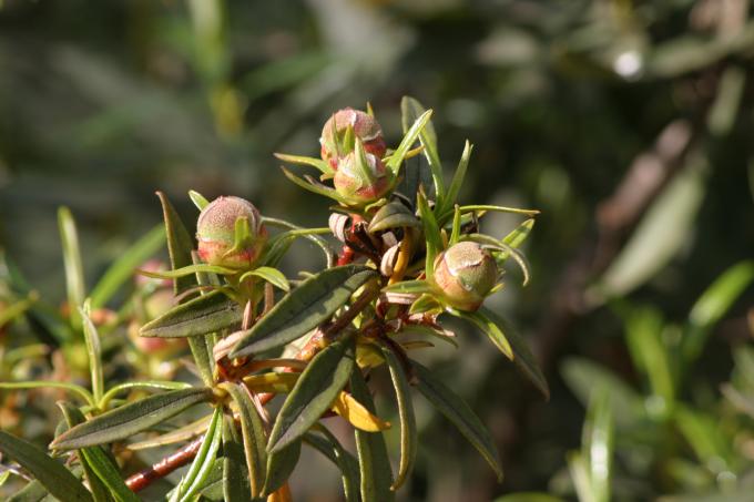image Jara pringosa - Capullos (Cistus ladanifer)