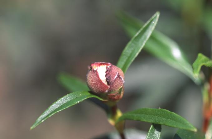 image Jara pringosa - Capullos (Cistus ladanifer)