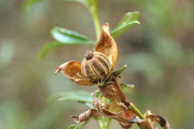 image Jara pringosa - Semilla y fruto (Cistus ladanifer)