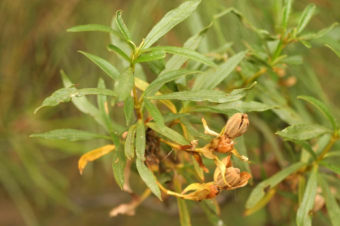 image Jara pringosa - Hojas (Cistus ladanifer)