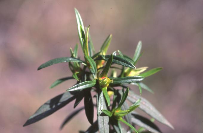 image Jara pringosa - Hojas (Cistus ladanifer)
