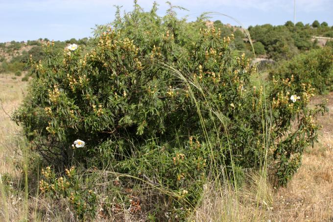 image Jara pringosa - Porte (Cistus ladanifer)