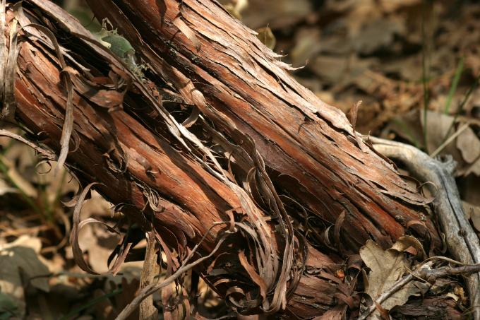image Jara pringosa - Madera (Cistus ladanifer)