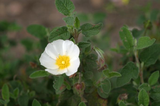 image Estepa negra (Cistus salvifolius)