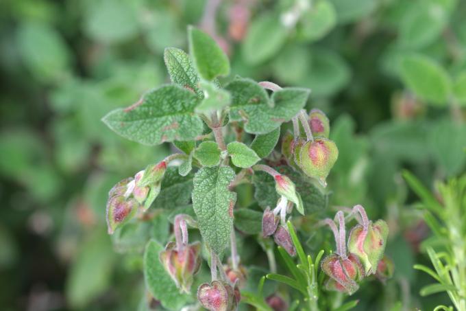 image Estepa negra (Cistus salvifolius)