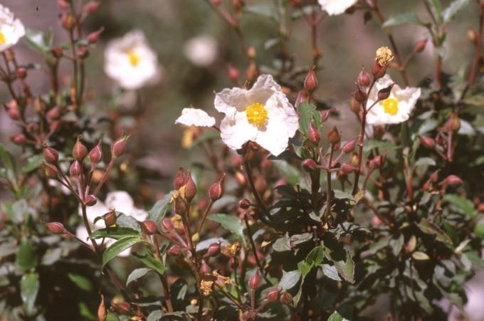 image Jara laurel (Cistus laurifolius)