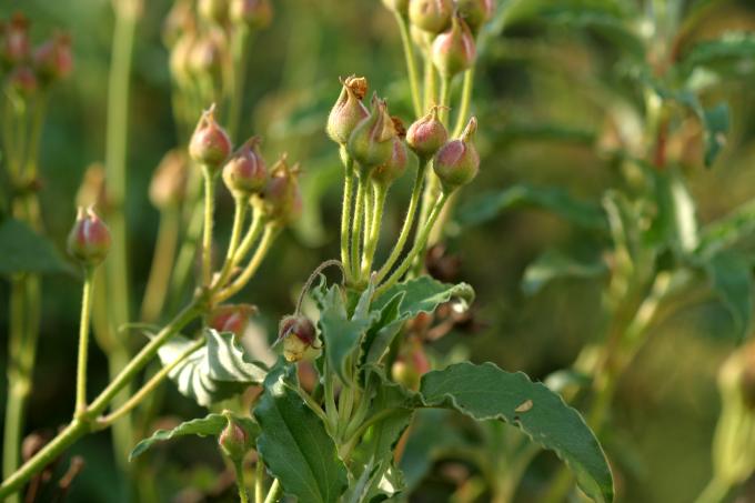 image Jara laurel - Capullos (Cistus laurifolius)
