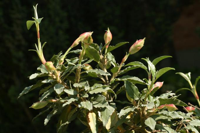 image Jara laurel (Cistus laurifolius)