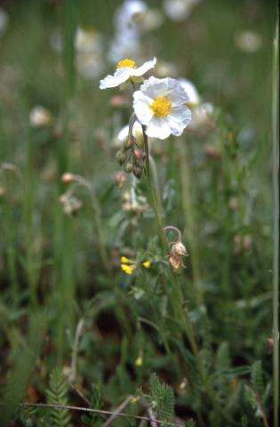 image Cistus praecox