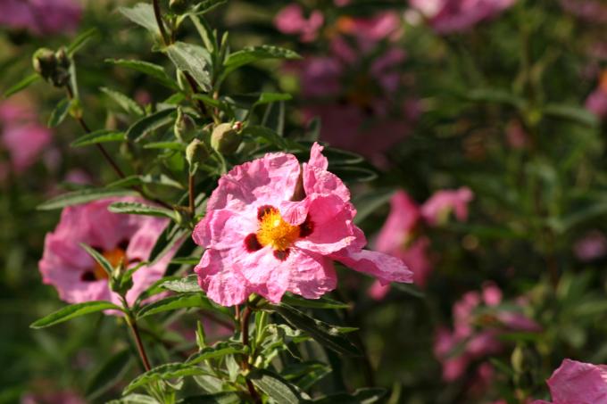 image Cistus purpureus
