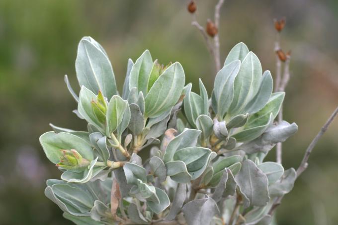 image Jara blanca (Halimium atriplicifolium)