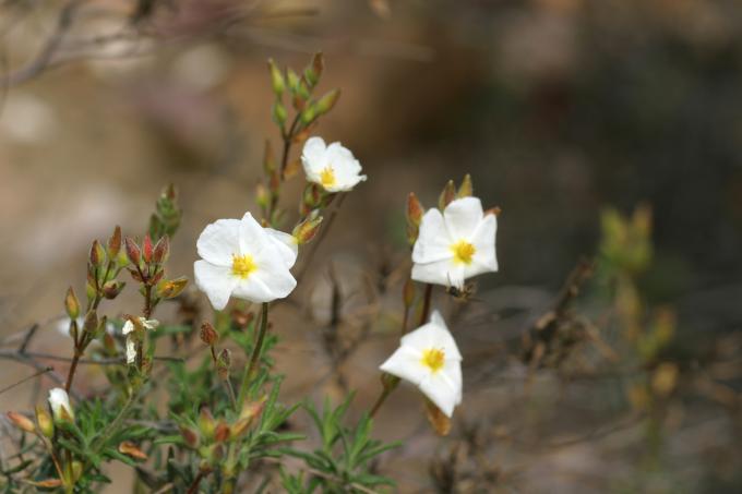 image Jarilla (Halimium umbellatum)