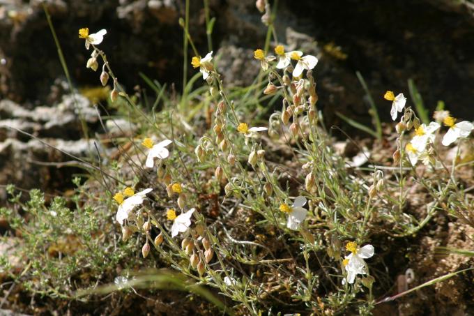 image Halimium viscosum