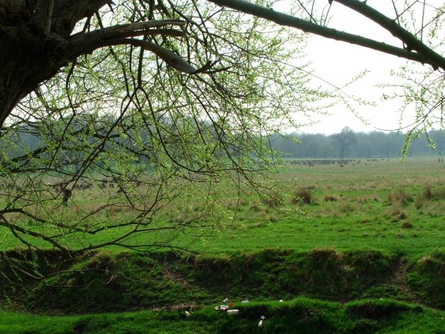 image Richmond Park, Londres, Reino Unido