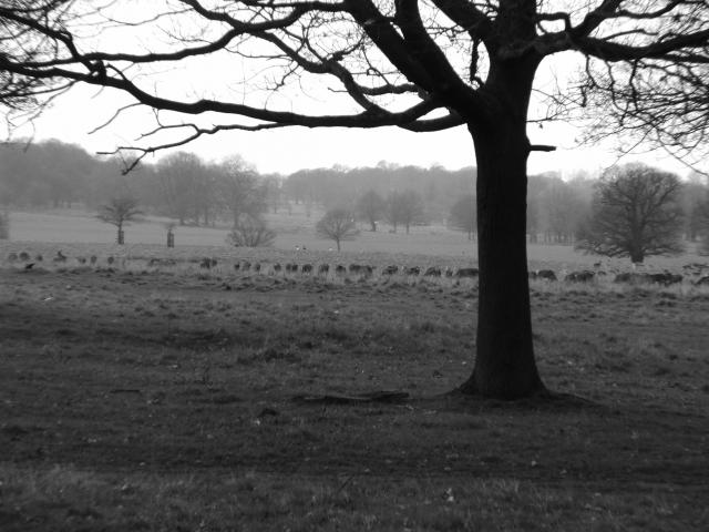 image Richmond Park, Londres, Reino Unido