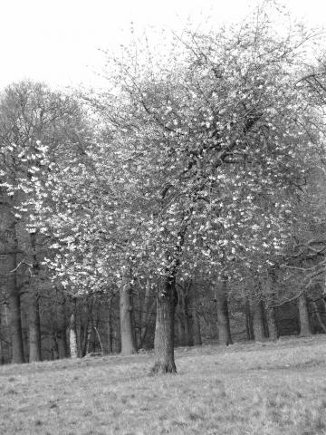 image Richmond Park, Londres, Reino Unido