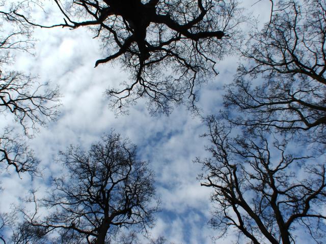 image Ramas de árboles en Richmond Park, Londres, Reino Unido