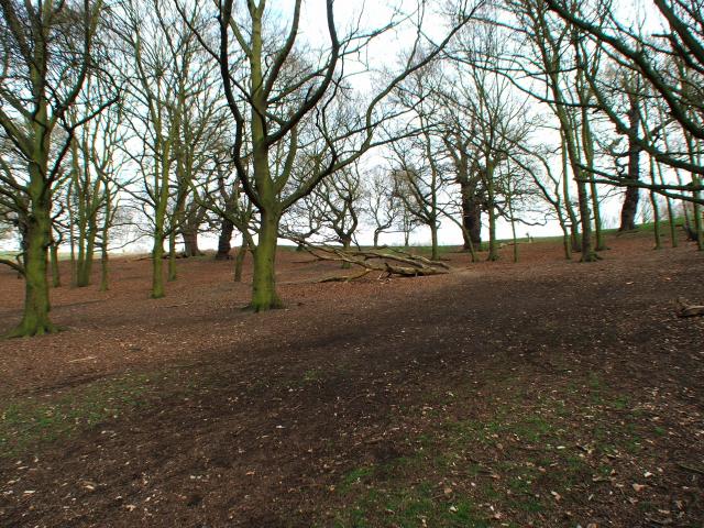 image Otoño en Richmond Park, Londres, Reino Unido