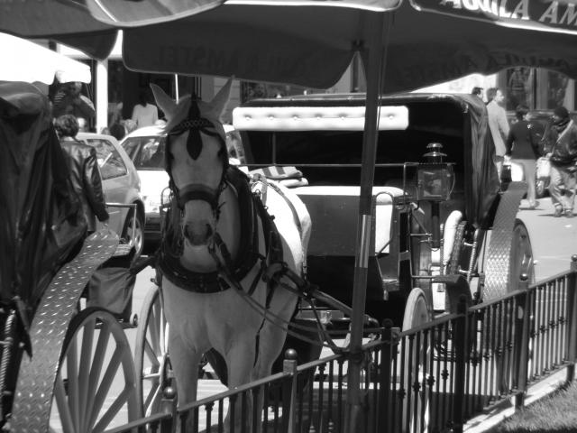 image Coche de caballos, Valencia, Comunidad Valenciana
