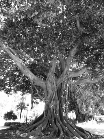 image Árbol centenario en Valencia