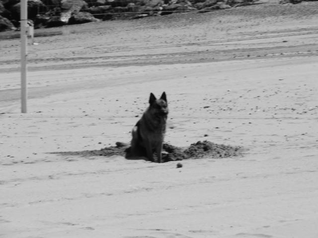 image Escarbando en la arena