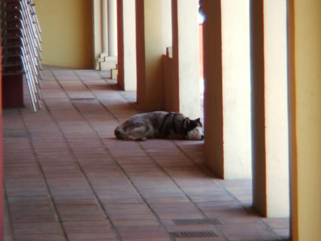 image Perro descansando