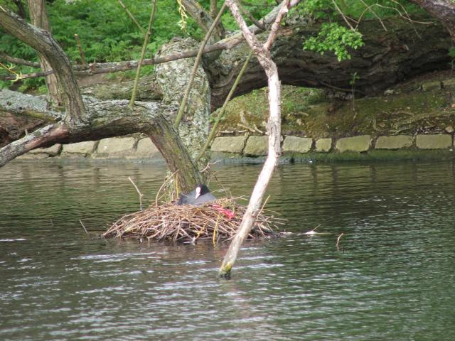 image Nido en el lago de Regent's Park, Londres, Reino Unido